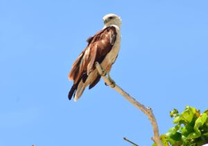 gambar burung elang contoh hewan vetebrata