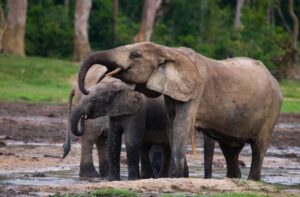 gambar gajah contoh hewan vetebrata