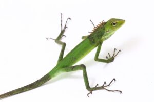 gambar iguana, contoh hewan reptil vetebrata