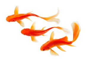 Gambar Ikan Koi contoh hewan vetebrata