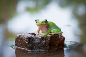 gambar katak contoh hewan vetebrata