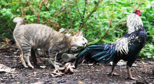 Contoh Hewan Vertebrata: Apa itu Vertebrata, Klasifikasi dan Ciri-Cirinya